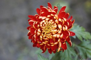 キク、Chrysanthemum
