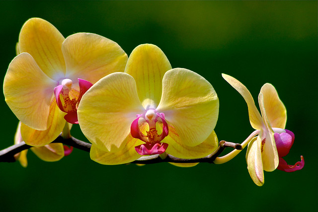 蘭、Orchid