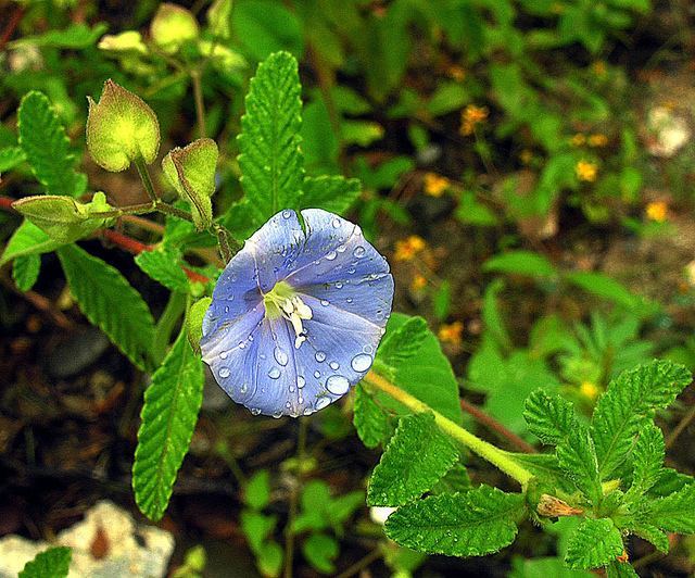 ヒルガオ科、Convolvulaceae