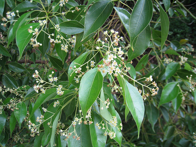 クスノキ科、Lauraceae