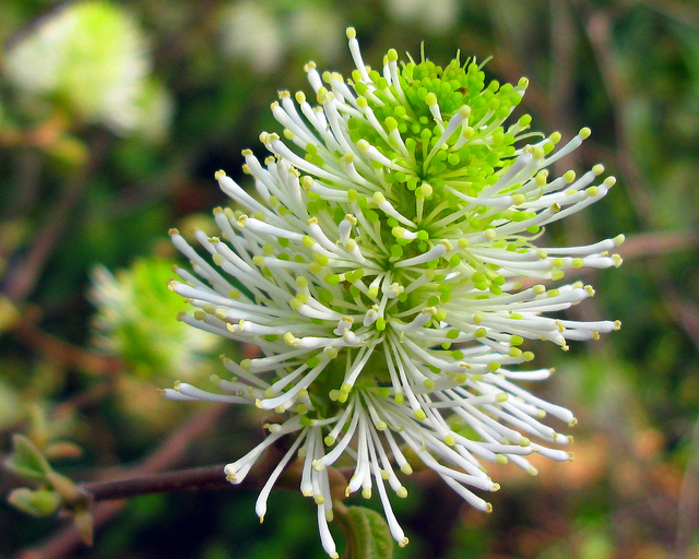 マンサク科、Hamamelidaceae