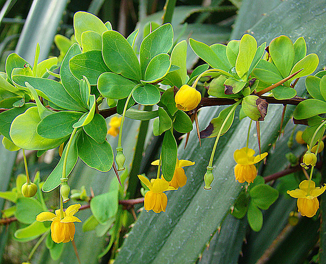 メギ科、Berberidaceae