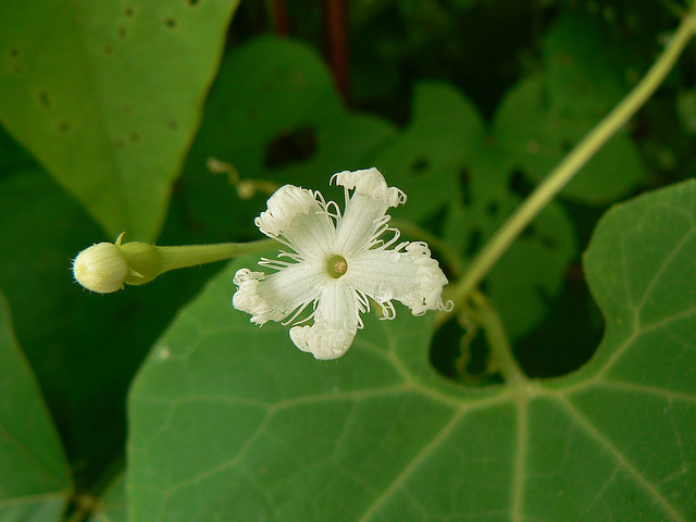 ウリ科、Cucurbitaceae