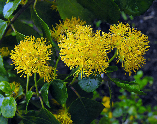 ヤナギ科、Salicaceae