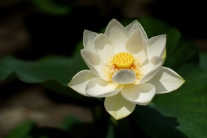 蓮、Lotus