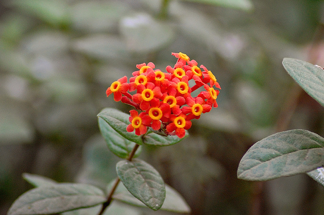 アカネ科、Rubiaceae