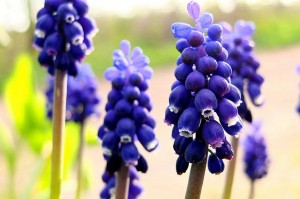 ムスカリ、Grape hyacinth