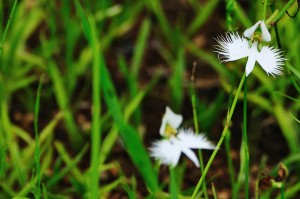 サギソウ、White egret flower