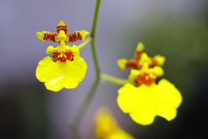 オンシジューム、Dancing lady orchid