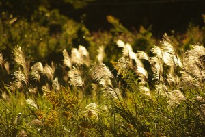 ススキ、Silver grass