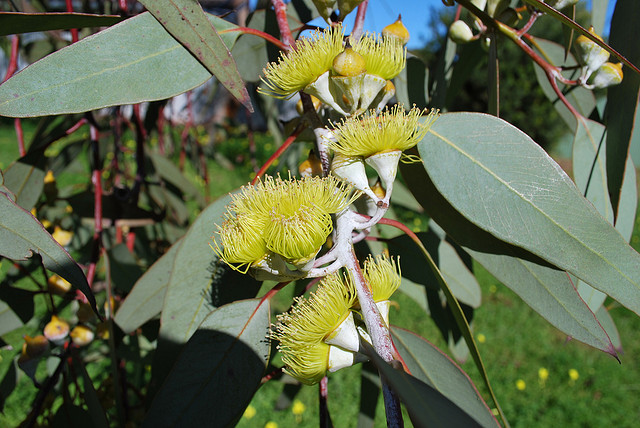 ユーカリ、Eucalyptus