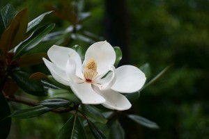 タイサンボク、Southern magnolia