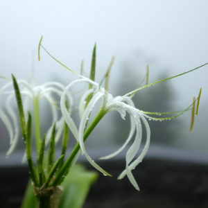 Grand crinum lily-02