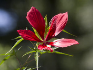 Scarlet rose mallow-01