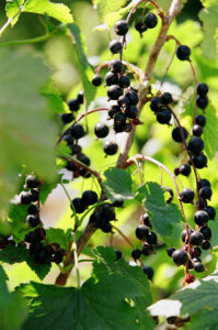 Ribes-Blackcurrant