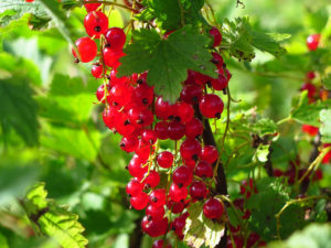 Ribes-Redcurrant