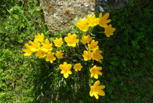Autumn daffodil-01