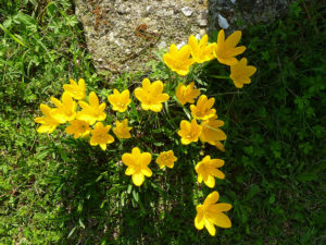 Autumn daffodil-01