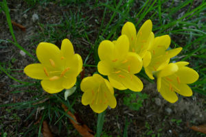 Autumn daffodil-03