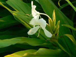 Ginger lily-01