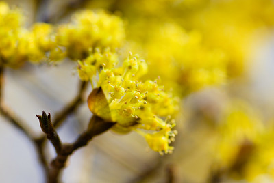 春黄金花（ハルコガネバナ）